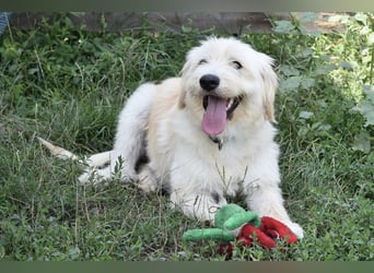 Pfiffige Suki sucht ihre Menschen