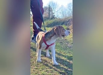 Beagel Hundin
