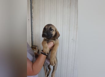 Rudi - sucht noch sein Körbchen
