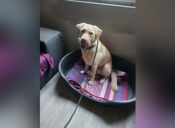 Labrador Golden Retriever Mix 