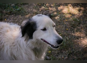 Chip 2233069: Sucht ein Zuhause