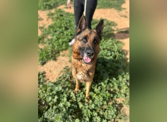 Bentley (Spanien) - sanfter Rüde sucht seine Menschen