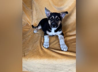 Alfa, ca. Mai 2025 geboren, Schäferhund-Mischling