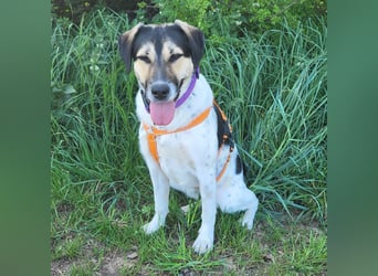 Hübsche Bella sucht ein Zuhause