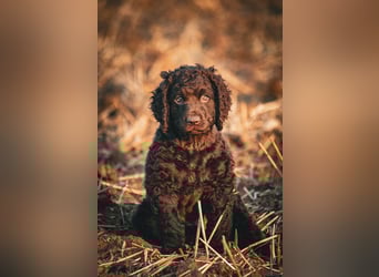Irish Water Spaniel Welpen / Nichthaarend / FCI - VDH Zucht