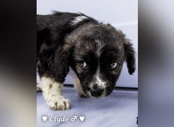 Winzling Clyde, Alopekis-Mix,  sucht ein Zuhause