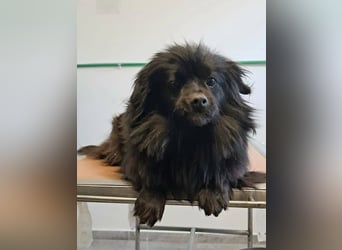 Bucka, ruhige und liebe Hündin sucht ein Zuhause