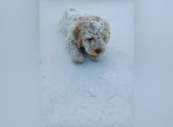 Lagotto Romagnolo