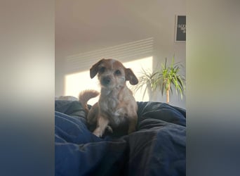 Lala sucht ein ruhiges Zuhause