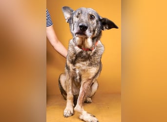 Dolly(2) - freundliche, kluge, ruhige Schäferhund Mix Hündin / z.Zt. noch in Rumänien