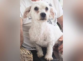 Zwergpudeldame Suzy