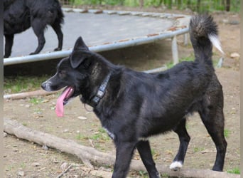 Freundlicher LEWI ist ein absoluter Gute-Laune-Hund