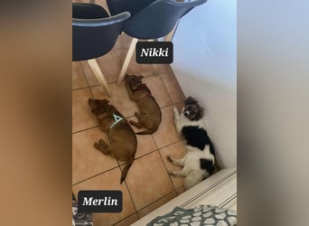 Kleiner Nikki(5 Mon,4,5 kg, 20 cm)sucht liebevolles Zuhause