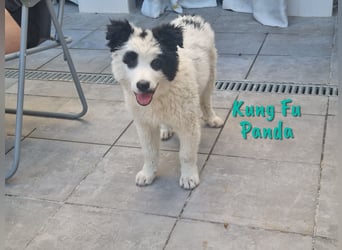 Kung Fu Panda 02/2023 (ESP) - verspielter & verträglicher, junger Border Collie Mix!