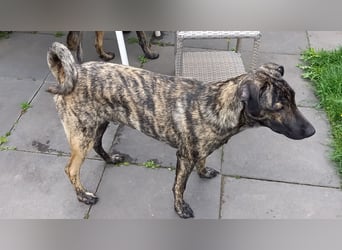 wunderschöner Hütehund Rüde 5 Monate sucht noch ein Zuhause