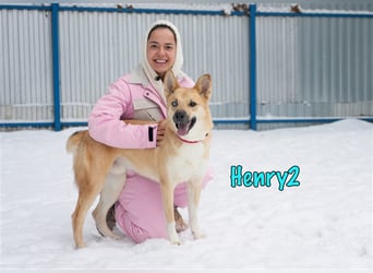 Henry2 06/2020 (RUS) - cleverer und verspielter vermutl. Husky-Mix sucht sportliche Menschen!