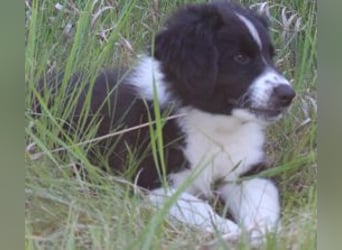 Australian Shepherd Welpe (reinrassig)