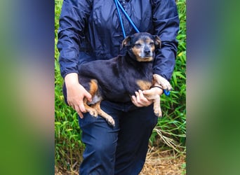 Fiona, Mix Pinscher / Chihuahua, lieb und verträglich