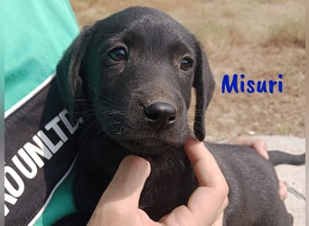 Misuri geb. 03/2025 (ESP) - verschmuster Labrador-Mix Welpe!