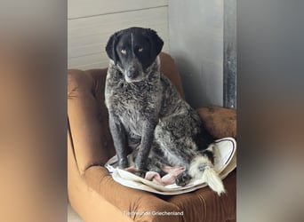 Gina, sensible Seele auf der Suche nach einem liebevollen Zuhause!