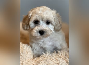 Sehr schöne Maltipoo welpen in abricot und crème farben