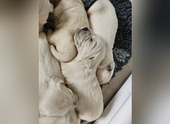 Golden Retriever Welpen
