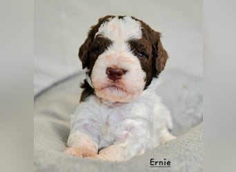 Lagotto Romagnolo Welpen mit LRWD e.V./ VDH Papieren