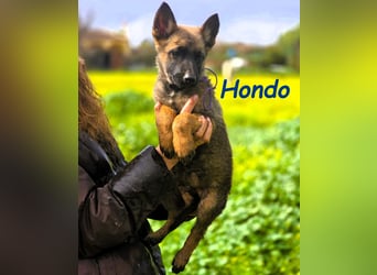 Hondo 11/2024 (ESP) - verspielter Malinois-Schäferhund-Mix Welpe!