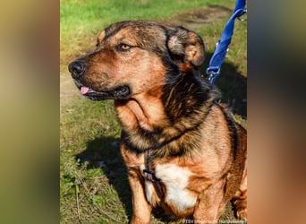 Archie - Vorliebe für Spaziergänge