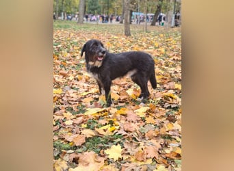 Harley ist ein Hund mit besonderen Bedürfnissen, der ein Zuhause sucht.