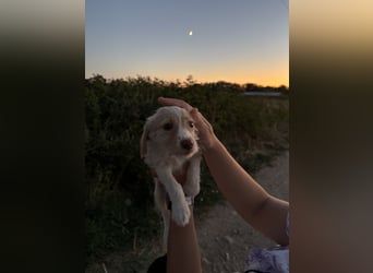 Sunny – kleines Hundemädchen sucht ihr Glück