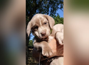 Labrador Aussiedor Welpen  in silber und silber merle aus liebevoller Zucht