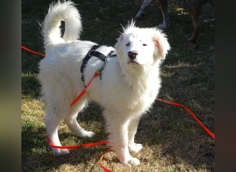 Arik, bereits auf PS in 57223 Kreuztal, sucht wunervolles Zuhause!