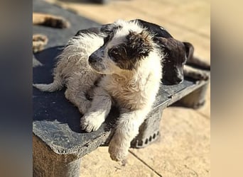Mungo