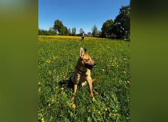 sanfter Rico in 88326 Zollenreute (Aulendorf) sucht sein Zuhause