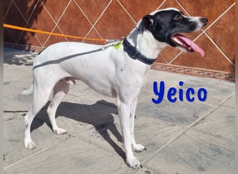 Yeico 09/2022 (ESP) - aufgeschlossener und sozialer Ratonero Bodeguero Andaluz Mix!