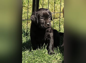Reinrassige Labrador Welpen m.P. aus liebevoller Zucht