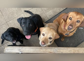 Labrador Retriever Welpen, 2 Hündinnen, gelb, reinrassig, Ahnenpass uvm.