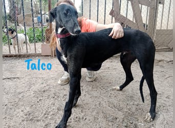 Talco 06/2024 (ESP) - entspannter und ruhiger, junger Galgo Bub!