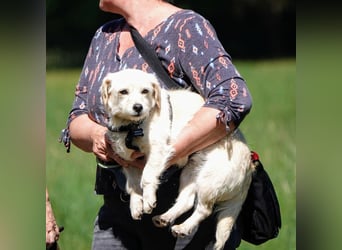 Babette, Mix Podengo / Terrier, lieb und verträglich