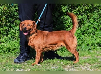 Amora, Mix Dackel / Pinscher, lieb und verträglich