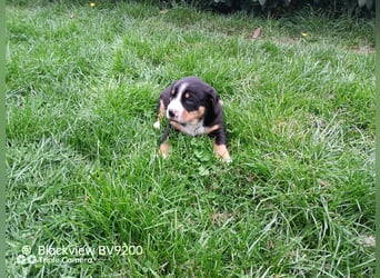 Entlebucher Sennenhund Welpen
