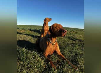 Magyar Vizsla Wurfankündigung