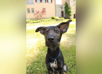 Oskar - in 71540 Murrhardt auf Pflegestelle