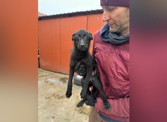 Frutti, geboren 10.12.2024, 29cm sucht ihr Zuhause