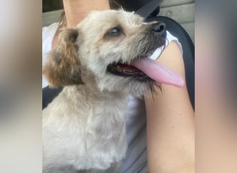 Winnie – kleiner Herzbube der seine Menschen sucht