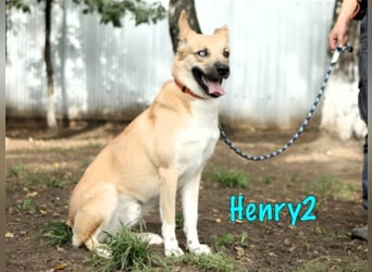 Henry2 06/2020 (RUS) - cleverer und verspielter vermutl. Husky-Mix sucht sportliche Menschen!