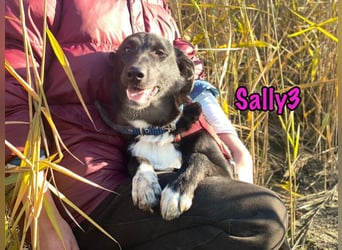 Sally3 geb. 04/2021 - sooo sanfte und verschmuste Hündin sucht liebevolle Menschen!