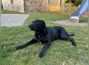 Labrador Mix Welpen