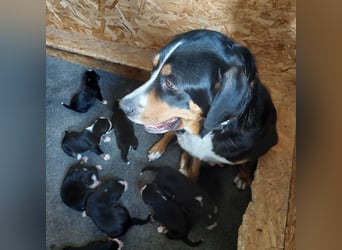 Schweizer Sennenhund Welpen